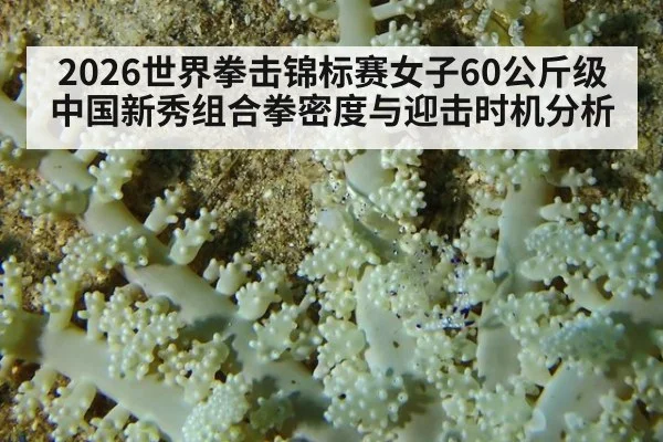 2026世界拳击锦标赛女子60公斤级 中国新秀组合拳密度与迎击时机分析